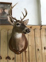 Deer Mount