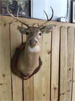 Deer Mount