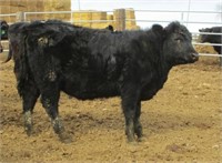 Lot of 4 Yearling Heifers