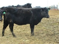 Lot of 2 Yearling Heifers