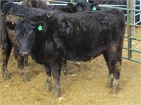 Lot of 4 Yearling Heifers