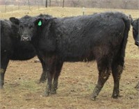 Lot of 3 Yearling Heifers
