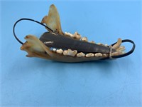 Sled made from baleen and a small mammal jawbone 5