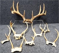 Whitetail Deer Antlers / Racks
