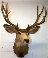 Ten Point Mule Deer Taxidermy Shoulder Mount