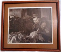 Framed Photo Print of a Tobacco Farmer Sorting