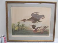 B93 Red-Brested Merganser print