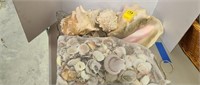 Sea Shells, Conch, Assortment Sea Shells