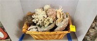 Basket of Assorted Sea Shells
