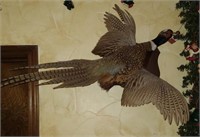 Pheasant Taxidermy in Flight