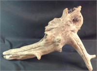 20 inch piece of driftwood