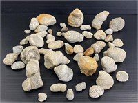 Lot of Michigan fossil rocks