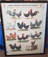 Framed Chicken & Rooster Poster