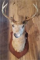 Old Whitetail Deer Mount, w/ imperfections