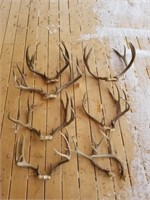Mule Deer Skull Caps