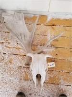 Chalky Moose Shed & Cow Skull