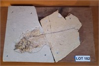 Fish Fossil in Sandstone on Board, broken