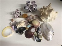 Collection of Seashells mixed with coral