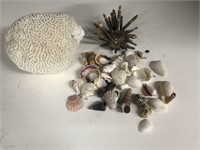 Nice collection of sea shells coral and more