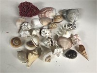 Nice collection of sea shells coral and more