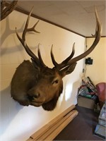6 X 6 Elk Mount