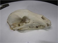 The Black Bear Skull
