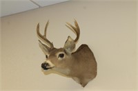 Whitetail Deer Taxidermy Mount