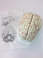 Anatomy Medical - Human Brain Model