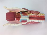 3-Part 5:1 Scale Size Larynx Model
