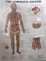 20" x 26" Lymphatic system illustration
