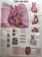 20" x 26" Medical Heart illustration