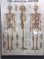 20" x 26" Skeletal System illustration