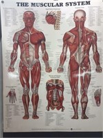 20" x 26" Muscular System illustration