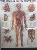 20" x 26" Vascular System Illustration