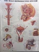 20" x 26" Male Reproductive System Illustration