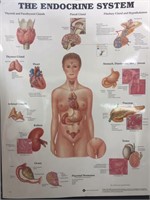 20" x 26" Endocrine System Illustration