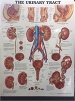 20" x 26" Urinary Tract Illustration