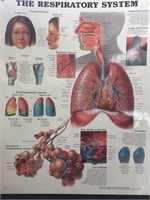 20" x 26" Respiratory System Illustration