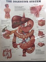 20" x 26" Digestive System Illustration