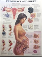 20" x 26" Pregnancy and Birth Illustration