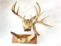 Antlers and Horns
