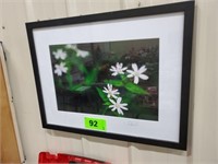 25 X 19 FRAMED PHOTOGRAPH OF FLOWERS- SIGNED