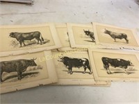 plates from 19th Century cattle book