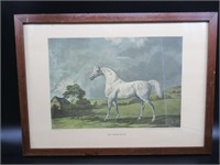 Horse Lithograph "Mambrino" Lithographie de cheval