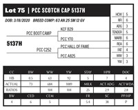 PCC SCOTCH CAP 5137H
