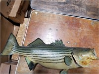 mounted large rock fish