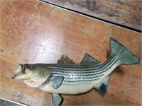 mounted large rock fish