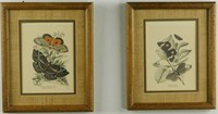 Pr Antique Book Plates of Moth Prints w/Latin