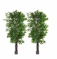 2 Pack 6.5' Ficus Trees. Pot Not Included