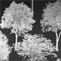 Muldowney Tree Tops Photo 33' x 20.5" Wallpaperx1